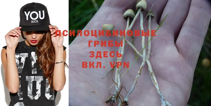 хочу   Вольск  Псилоцибиновые грибы Psilocybe 